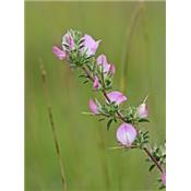 Teinture mère ou extrait de plantes Ononis Spinosa-Ononis rampant BIO