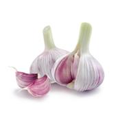 Teinture mère ou extrait de plantes Allium Sativum-Ail cultivé BIO