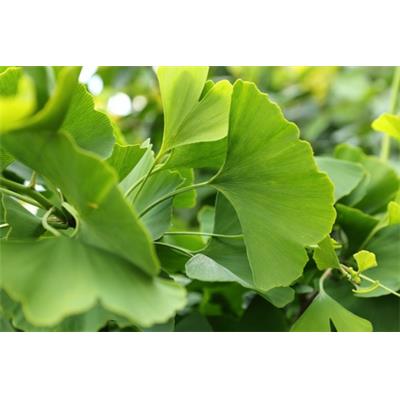 Teinture mère ou extrait de plantes Ginkgo Biloba-Ginkgo Biloba BIO