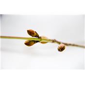 Macérat glycériné de bourgeons Cornus sanguinea-Cornouiller BIO