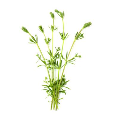 Teinture mère ou extrait de plantes Galium Aparine-Gaillet gratteron BIO