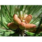 Macérat glycériné de bourgeons Pinus Montana-Pin des montagnes BIO