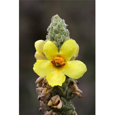 Teinture mère ou extrait de plantes Verbascum Thapsus-Bouillon blanc BIO