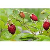 Teinture mère ou extrait de plantes Fragaria Vesca-Fraisier des bois BIO