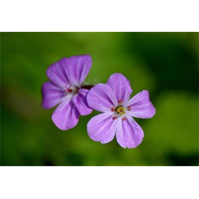 Teinture mère ou extrait de plantes Geranium Robertianum-Géranium BIO