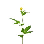 Teinture mère ou extrait de plantes Geum Urbanum-Benoîte commune BIO