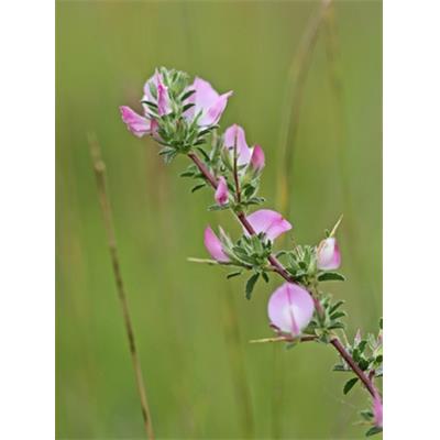 Teinture mère ou extrait de plantes Ononis Spinosa-Ononis rampant BIO