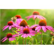 Teinture mère ou extrait de plantes Echinacea Angustifolia - Echinacea à feuilles étroites BIO