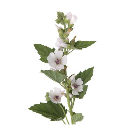 Teinture mère ou extrait de plantes Althaea Officinalis-Guimauve officinale BIO