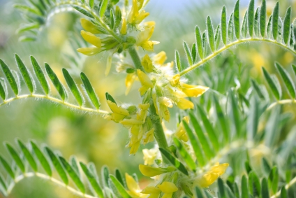 Teinture mère ou extrait de plantes Astragalus membranaceus- Astragale BIO