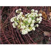 Teinture mère ou extrait de plantes Cochlearia Officinalis-Cochleaire officinal BIO