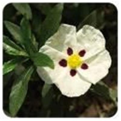 Huile essentielle Ciste ladanifère BIO-Cistus ladaniferus ct pinene BIO