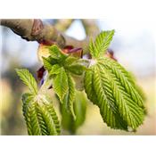 Macérat glycériné de bourgeons Castanea Vesca-Châtaignier BIO