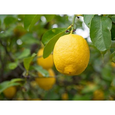 Teinture mère ou extrait de plantes Citrus Limonum-Citronnier BIO