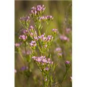 Teinture mère ou extrait de plantes Erythraea Centaurium-Petite centaurée BIO