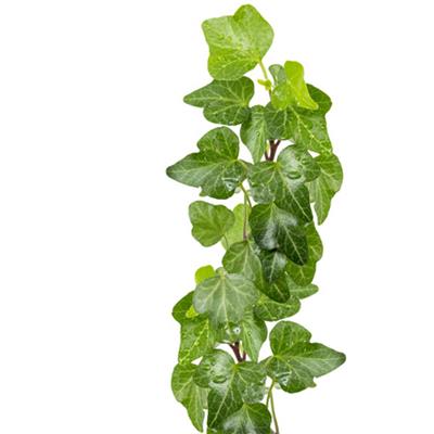 Teinture mère ou extrait de plantes Hedera Helix-Lierre grimpant BIO