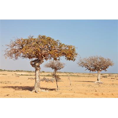 Teinture mère ou extrait de plantes Commiphora-Myrrhe en larmes