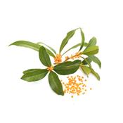 Teinture mère ou extrait de plantes Citrus Aurantium feuille-Oranger doux feuille BIO