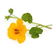 Teinture mère ou extrait de plantes Tropaeolum Majus-Capucine BIO