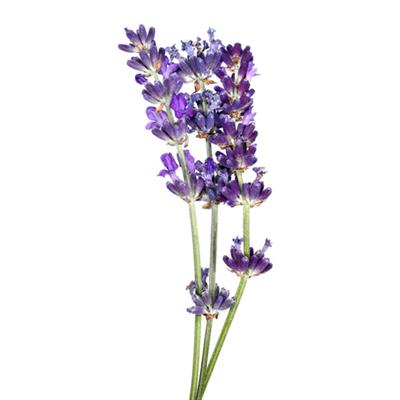 Teinture mère ou extrait de plantes Lavandula Vera-Lavande vraie BIO