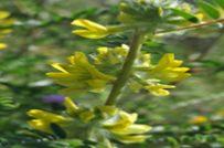 L'ASTRAGALE - Astragalus membranaceus