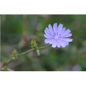 Teinture mère ou extrait de plantes Cichorium Intybus-Chicorée sauvage BIO