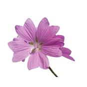 Teinture mère ou extrait de plantes Malva Moschata-Mauve musquée BIO