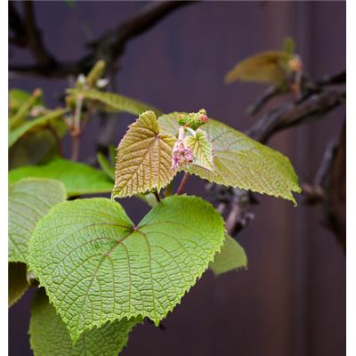 Macérat glycériné de bourgeons Ampelopsis veitchii - Vigne vierge BIO