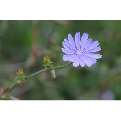 Teinture mère ou extrait de plantes Cichorium Intybus-Chicorée sauvage BIO