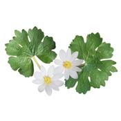 Teinture mère ou extrait de plantes Sanguinaria Canadensis-Sanguinaire du Canada BIO