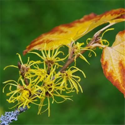 Teinture mère ou extrait de plantes Hamamelis Virginiana-Hamamélis de Virginie BIO