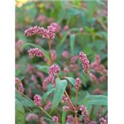 Teinture mère ou extrait de plantes Polygonum Hydropiper-Renouée poivre d'eau BIO