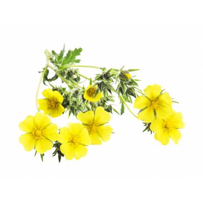 Teinture mère ou extrait de plantes Potentilla Reptans-Potentille grimpante BIO