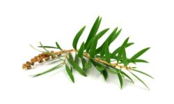 Huile essentielle Tea tree BIO-Melaleuca alternifolia BIO