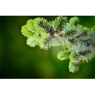 Teinture mère ou extrait de plantes Abies Pectinata-Sapin pectine BIO