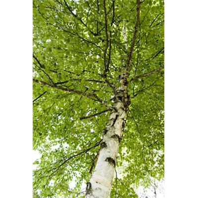 Teinture mère ou extrait de plantes Betula Pubescens-Bouleau blanc BIO