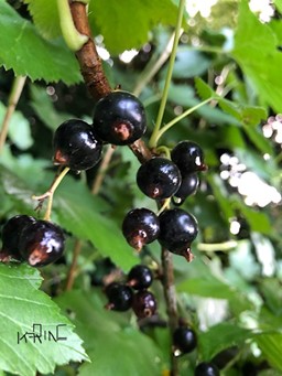 Cassis - Ribes nigrum