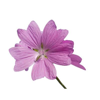 Teinture mère ou extrait de plantes Malva Moschata-Mauve musquée BIO