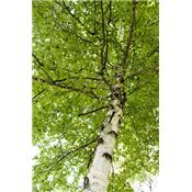 Teinture mère ou extrait de plantes Betula Verrucosa-Bouleau blanc verruqueux écorce BIO