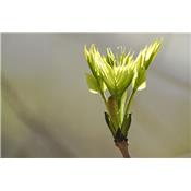 Macérat glycériné de bourgeons Fagus sylvatica - Hêtre BIO