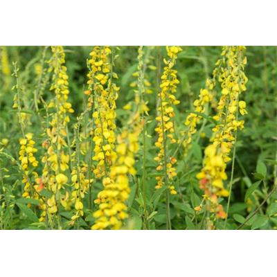 Teinture mère ou extrait de plantes Melilotus officinalis-Mélilot officinal BIO