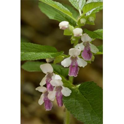 Teinture mère ou extrait de plantes Melittis Melissophyllum-Mélitte à feuilles BIO