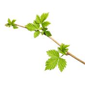 Macérat glycériné de bourgeons Rubus Fructicosus-Ronce BIO