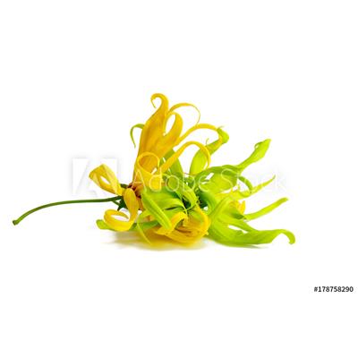 Huile essentielle Ylang ylang BIO-Cananga odorata BIO