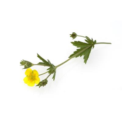 Teinture mère ou extrait de plantes Potentilla Tormentilla-Potentille tormentille BIO