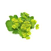 Teinture mère ou extrait de plantes Alchemilla Vulgaris-Alchemille vulgaire BIO