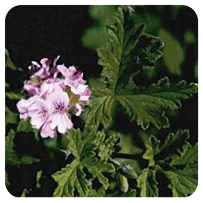 Huile essentielle Géranium-Pelargonium