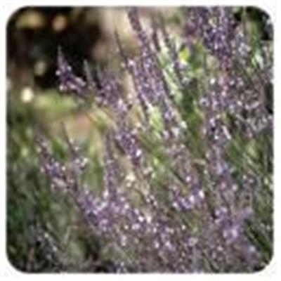 Huile essentielle Lavandin super BIO-Lavandula intermedia clone super BIO