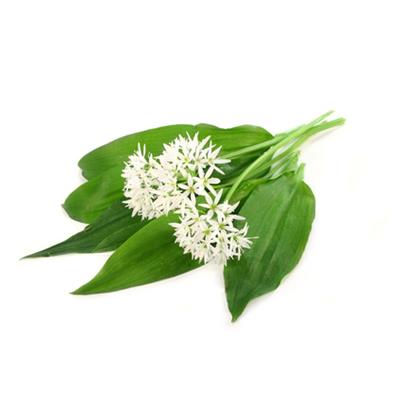 Teinture mère ou extrait de plantes Allium Ursinum-Ail des ours BIO