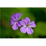 Teinture mère ou extrait de plantes Geranium Robertianum-Géranium BIO